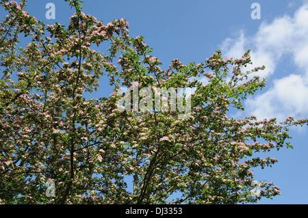 Kleine Blumen schwarz Weißdorn Stockfoto