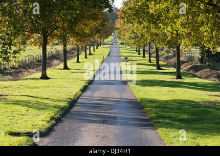 Die Straße nach zündeten Arboretum in der Nähe von Moreton in Marsh, The Cotswolds UK Stockfoto