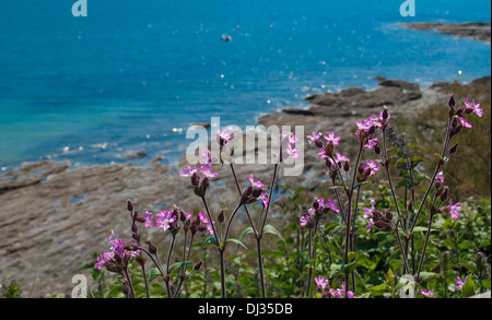 Blick auf das Meer bei St. Mawes, Cornwall. Stockfoto