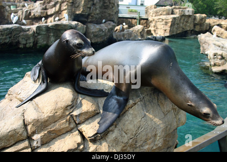 Seelöwen in Seaworld Orlando, Florida Stockfoto