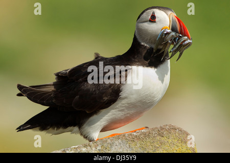 Atlantischer Papageitaucher, der auf einem Felsen steht, mit einem Schluck voll Sandaalen, Staple Island, Farne Islands, Northumberland, England, VEREINIGTES KÖNIGREICH Stockfoto