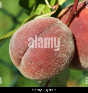 Reifer Pfirsich auf einem Peachtree im Sommer Stockfoto