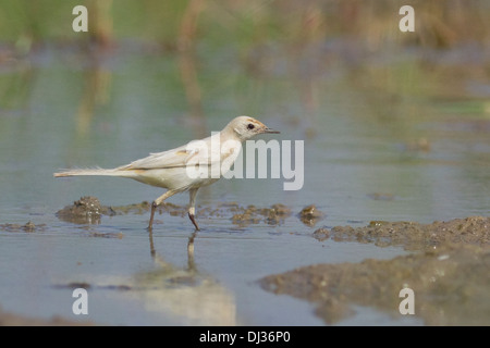 Partielle Leucistic gelbe Bachstelze Motacilla flava Stockfoto