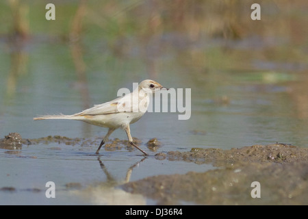 Partielle Leucistic gelbe Bachstelze Motacilla flava Stockfoto