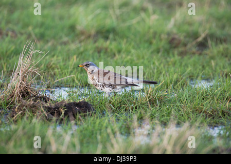 Wacholderdrossel (Turdus Pilaris) Futter auf der Weide Stockfoto