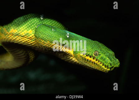 Smaragdbaum-Boa (Corallus canina) aus der Nähe Stockfoto