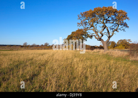 Autmun Eiche Bäume in eine Hecke mit trockenen Gräsern in umliegenden landwirtschaftlichen Flächen unter einem strahlend blauen Himmel Stockfoto