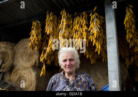 Maisernte in Galicien, Spanien. Ernte Bauern Land Landschaft Bauer Landarbeit arbeiten Landarbeiter Stockfoto