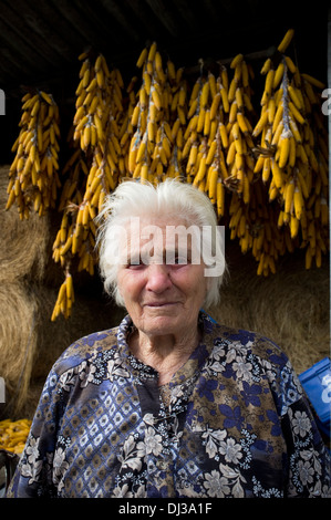 Maisernte in Galicien, Spanien. Ernte Bauern Land Landschaft Bauer Landarbeit arbeiten Landarbeiter Stockfoto