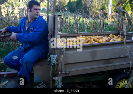 Maisernte in Galicien, Spanien. Ernte Bauern Land Landschaft Bauer Landarbeit arbeiten Landarbeiter Stockfoto