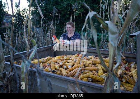 Maisernte in Galicien, Spanien. Ernte Bauern Land Landschaft Bauer Landarbeit arbeiten Landarbeiter Stockfoto