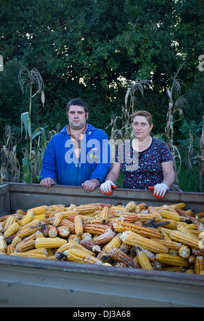 Maisernte in Galicien, Spanien. Ernte Bauern Land Landschaft Bauer Landarbeit arbeiten Landarbeiter Stockfoto