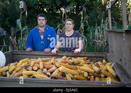 Maisernte in Galicien, Spanien. Ernte Bauern Land Landschaft Bauer Landarbeit arbeiten Landarbeiter Stockfoto