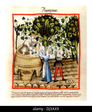 Ernte Tacuinum Sanitatis Early 14. C Illustration der italienischen Herbstweinlese und der Lese Stockfoto