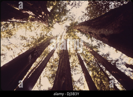 Kalifornien - Big Basin Redwood State Park 442 Stockfoto