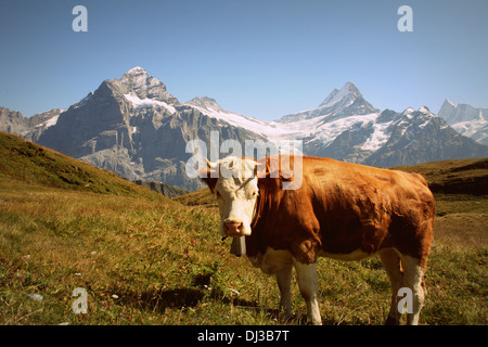 Ein Schuss von einer Kuh, die Darsteller bei Ihnen in den Bergen der Schweiz. Stockfoto