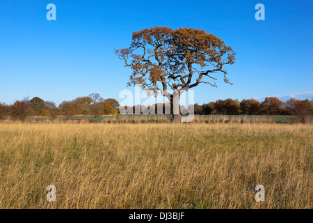 Eine einsame Eiche in eine Hecke mit bunten Bäumen und trockene Gräser unter strahlend blauem Himmel im Herbst, fallen Stockfoto