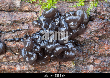 Schöne Herbst Pilze in Finnland Stockfoto