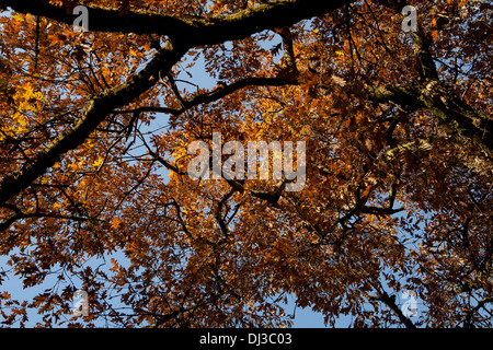 Sycamore branches in autumn with golden leaves Stockfoto