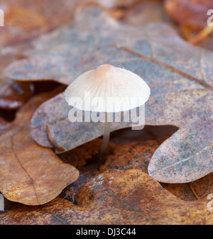 Schöne Herbst Pilze in Finnland Stockfoto