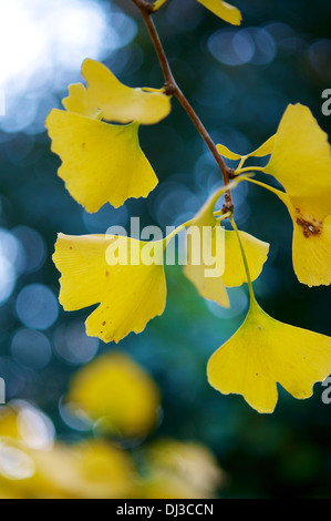 Gelbe Blätter von einem Ginkgo Biloba im Herbst. Stockfoto
