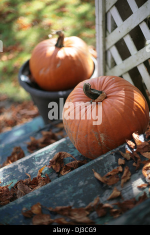 Sitzen auf einer Stufe in der Nähe von Halloween Kürbisse. Stockfoto