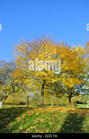 Abington Park, Northampton, Northamptonshire. 21. November 2013. Ein schöner sonniger Tag mit voller Herbst Farben in Abington Park in Northamptonshire Credit: Bigred/Alamy Live News Stockfoto