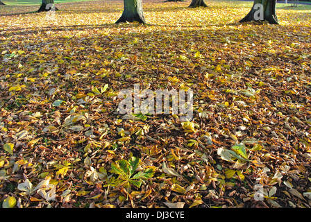 Abington Park, Northampton, Northamptonshire. 21. November 2013. Ein schöner sonniger Tag mit voller Herbst Farben in Abington Park in Northamptonshire Credit: Bigred/Alamy Live News Stockfoto