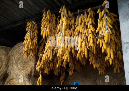 Maisernte in Galicien, Spanien. Ernte Bauern Land Landschaft Bauer Landarbeit arbeiten Landarbeiter Stockfoto