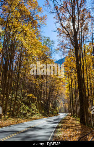 Newfound Gap Road durch den Great Smoky Mountains National Park in den Herbst, Tennessee, USA Stockfoto