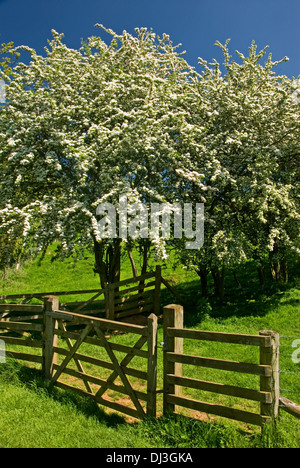 Ein weißdorn Hedge im Frühjahr blühen bildet eine bedeutende Feldumrandung. Stockfoto