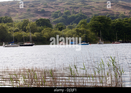 Blick auf Lake Windermere Lake District National Park. Wälder an den Ufern und Schilf im Vordergrund. Festgemachten Jachten auf Banken Stockfoto