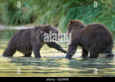 USA, Alaska, Katmai Nationalpark, zwei Küsten Braunbär Frühling Cubs (Ursus Arctos) in Lachs laichen Stream sparring Stockfoto