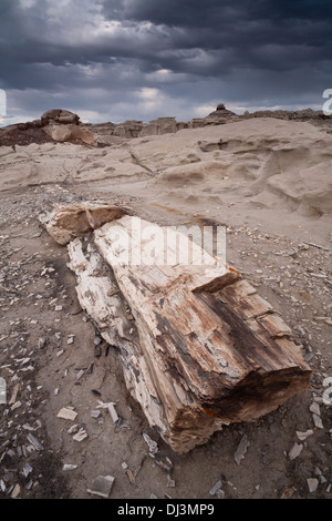 Versteinertes Holz in die Bisti/De-Na-Zin Wilderness, New Mexico, USA gefunden. Stockfoto