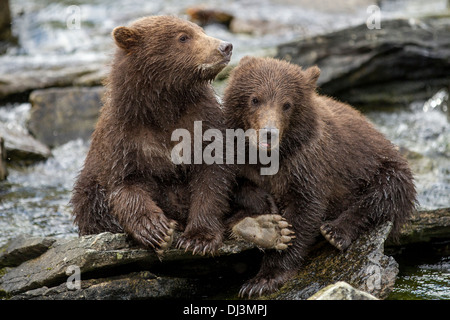 USA, Alaska, Katmai Nationalpark, Coastal Braunbär Frühling Cubs (Ursus Arctos) sitzt auf Steinen entlang Lachs laichen stream Stockfoto