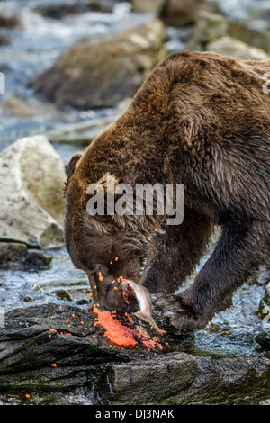 USA, Alaska, Katmai Nationalpark, Coastal Braunbär (Ursus Arctos) beißt in weiblicher Buckellachs Stockfoto