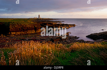 Wilde Blumen, Felsen und Bucht am späten Nachmittag im Hook Head Lighthouse, County Wexford, Irland Stockfoto