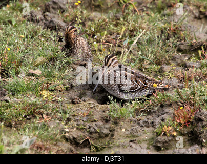 Gut getarnt zwei gemeinsame Snipes (Gallinago Gallinago) Stockfoto
