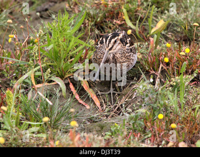 Nahaufnahme eines gut getarnt Bekassine (Gallinago Gallinago) Stockfoto
