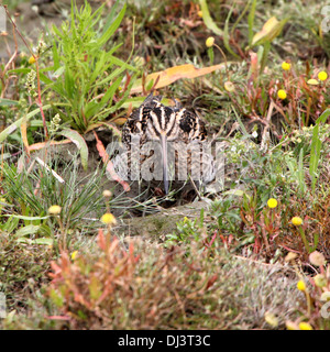 Nahaufnahme eines gut getarnt Bekassine (Gallinago Gallinago) Stockfoto