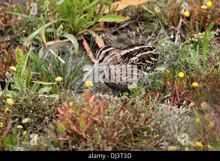Nahaufnahme eines gut getarnt Bekassine (Gallinago Gallinago) Stockfoto