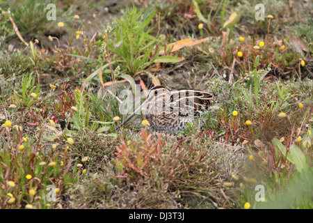 Nahaufnahme eines gut getarnt Bekassine (Gallinago Gallinago) Stockfoto