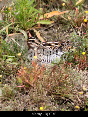 Nahaufnahme eines gut getarnt Bekassine (Gallinago Gallinago) Stockfoto
