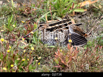 Nahaufnahme eines gut getarnt Bekassine (Gallinago Gallinago) Stockfoto