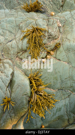 Algen und Kieselsteine auf Felsen, Kilmore, County Wexford, Irland Stockfoto