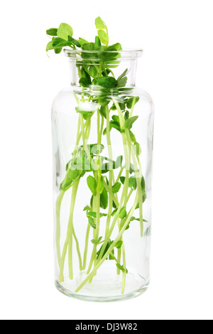 Snow Pea Sprossen in Glasflasche Stockfoto