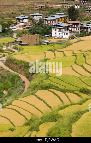 Bhutan, Punakha, Lobesa, Häuser unter den terrassierten Reisfelder Stockfoto