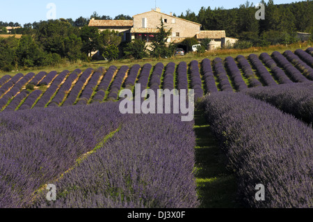 Lavendel Feld in Frankreich Stockfoto