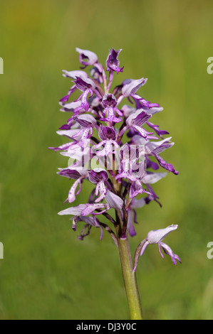 Orchis militaris Stockfoto