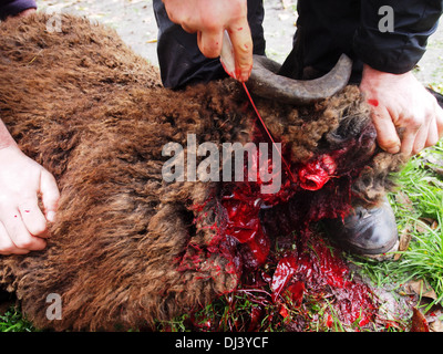 Man schlachtet eine Ram anlässlich Eid Al-Adha Stockfoto